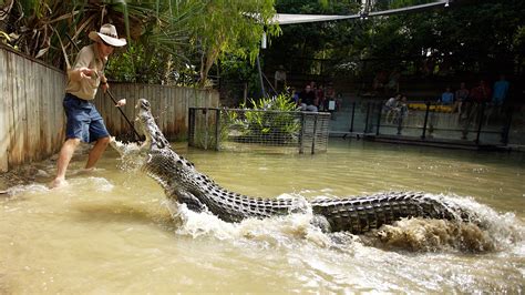 hartley's creek crocodile farm.